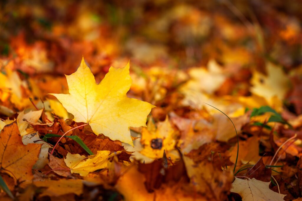 A close-up shot of vibrant autumn maple leaves, showcasing rich seasonal colors.